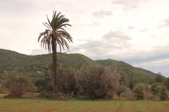 Mapa 3 i fotografia de la sénia d'en Blai amb la seua palmera