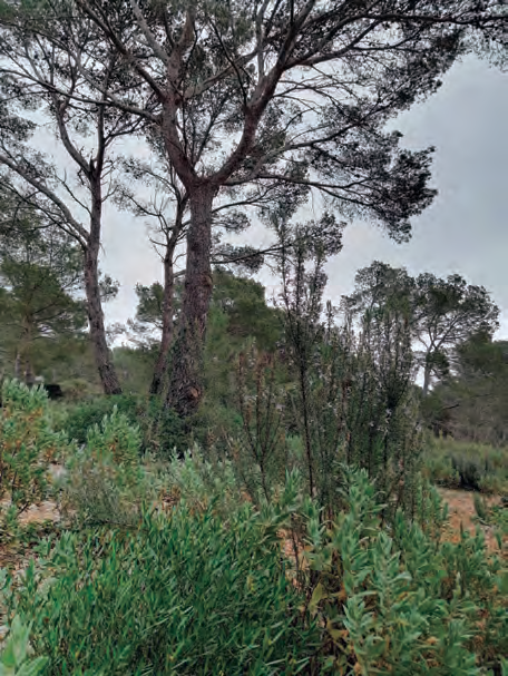 Un pi blanc alt es troba en un prat verd, envoltat de plantes associades com el raspall.