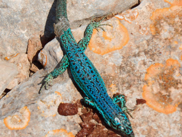 Una sargantana de color blau turquesa intens, característica del cap de Barbaria, sobre una superfície rocosa.