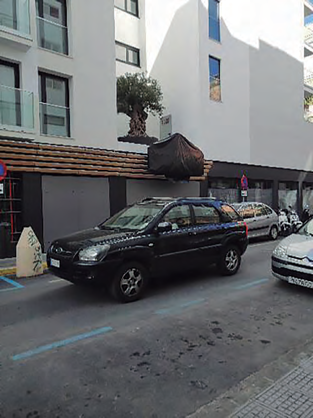 Un cotxe negre aparcat al carrer, amb una gran olivera amb les seves arrels en un sac al sostre, a punt de ser transportada.