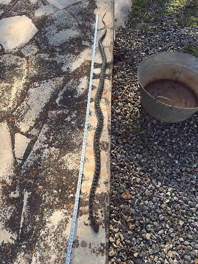 Una llarga serp de ferradura (Hemorrhois hippocrepis) estirada en un pati al costat d'una cinta mètrica i una galleda.
