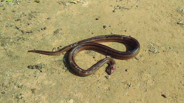 Una serp blanca (Zamenis = Rhinechis = Elaphe scalaris) enroscada sobre un terra de rajoles.