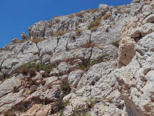 Les plantes resseques d'Euphorbia margalidiana pengen de les roques nues de l'illa Margalida.