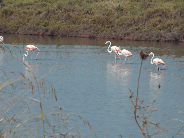 A la fotografia superior, els flamencs són viatgers anuals als estanys de ses Salines. Alguns s'hi queden a hivernar quan no tenen prou força per continuar el seu viatge a Àfrica.