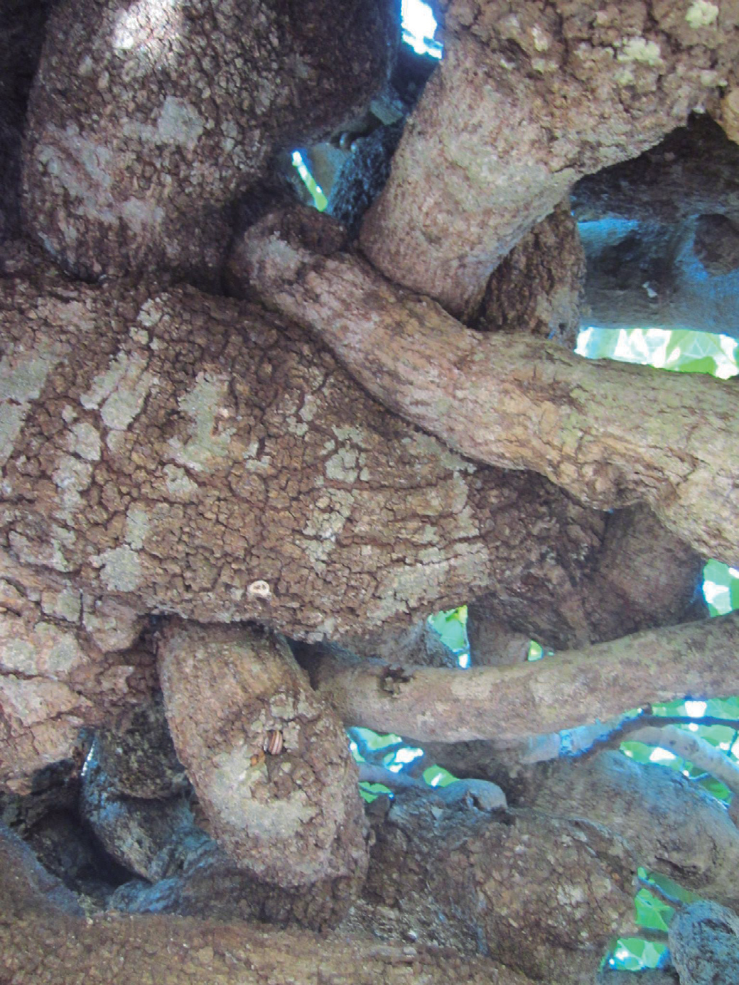 Arrel d'arbre