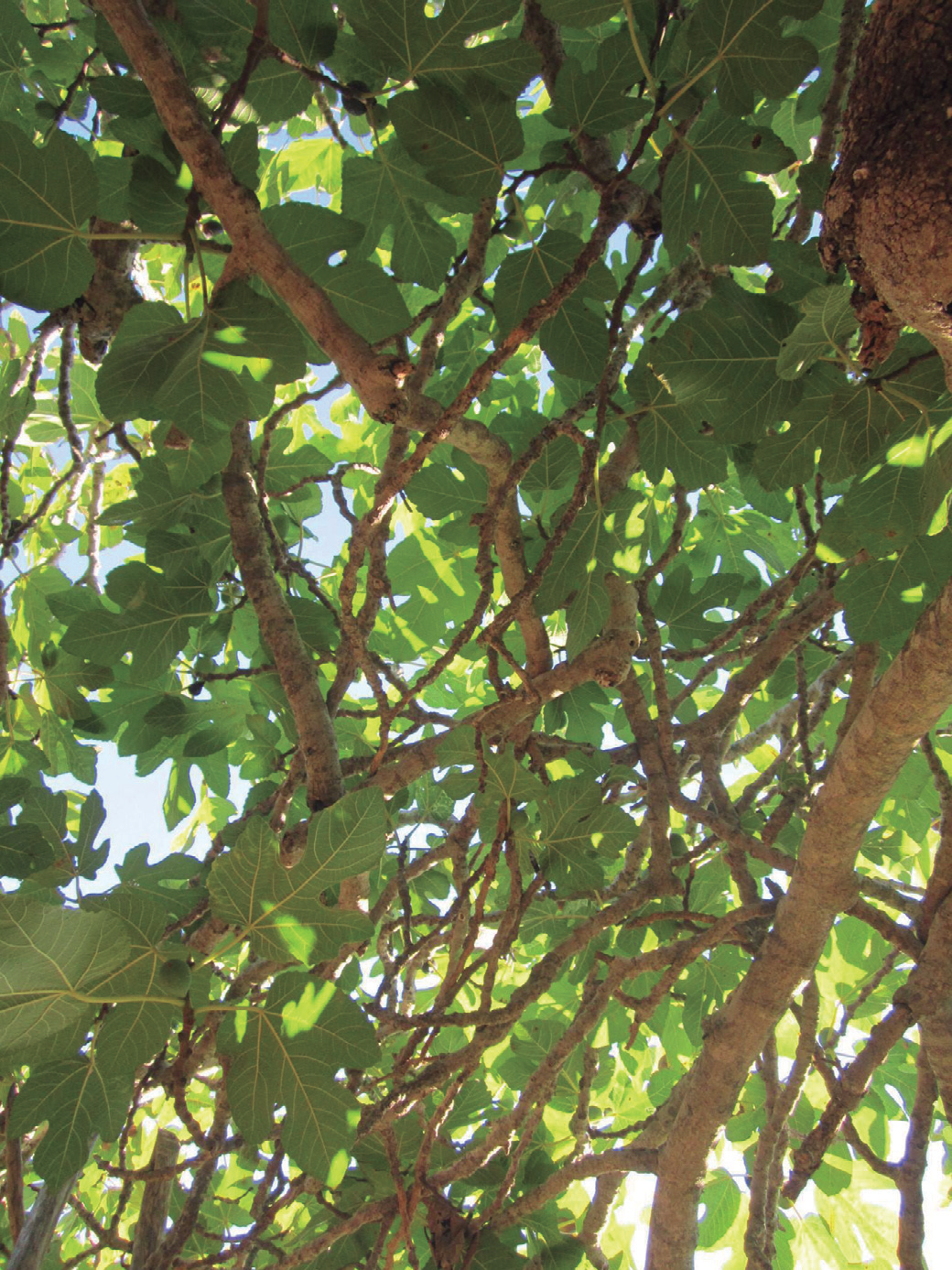Branques i fulles d'arbre