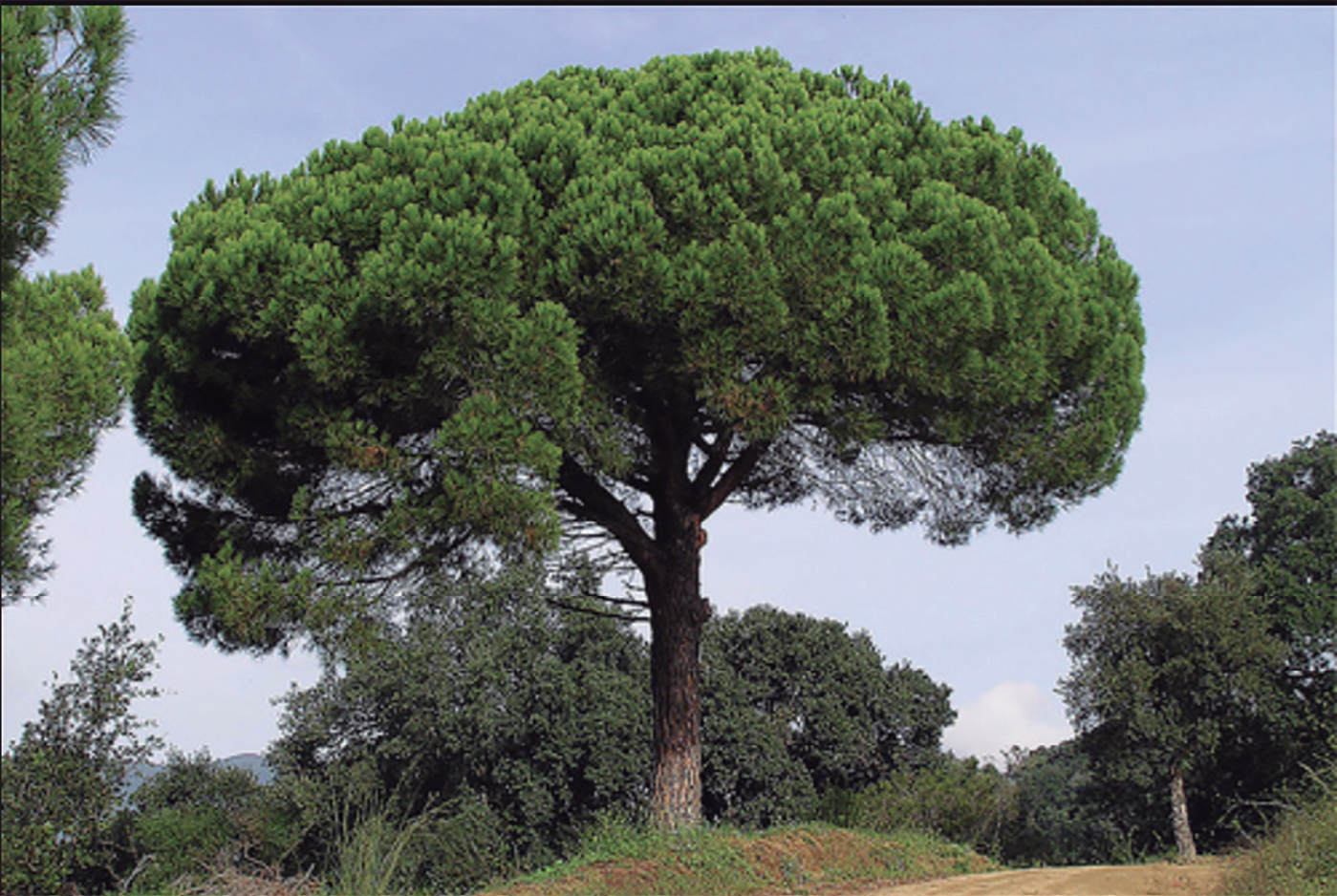 Un gran pi pinyer solitari en un camp verd, amb altres arbres i turons al fons sota un cel clar.