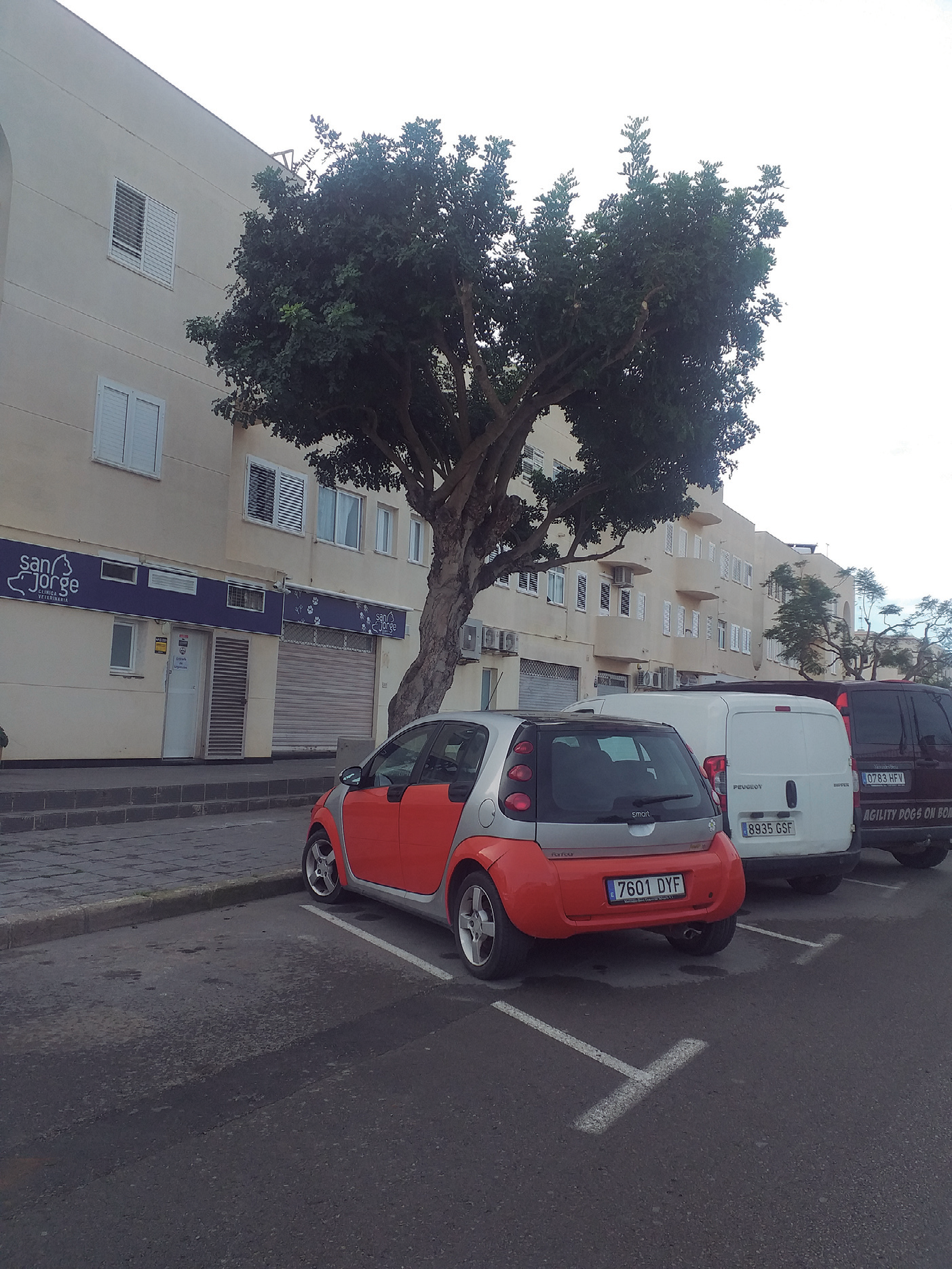 El garrover, magnífic exemplar d'arbre urbà.