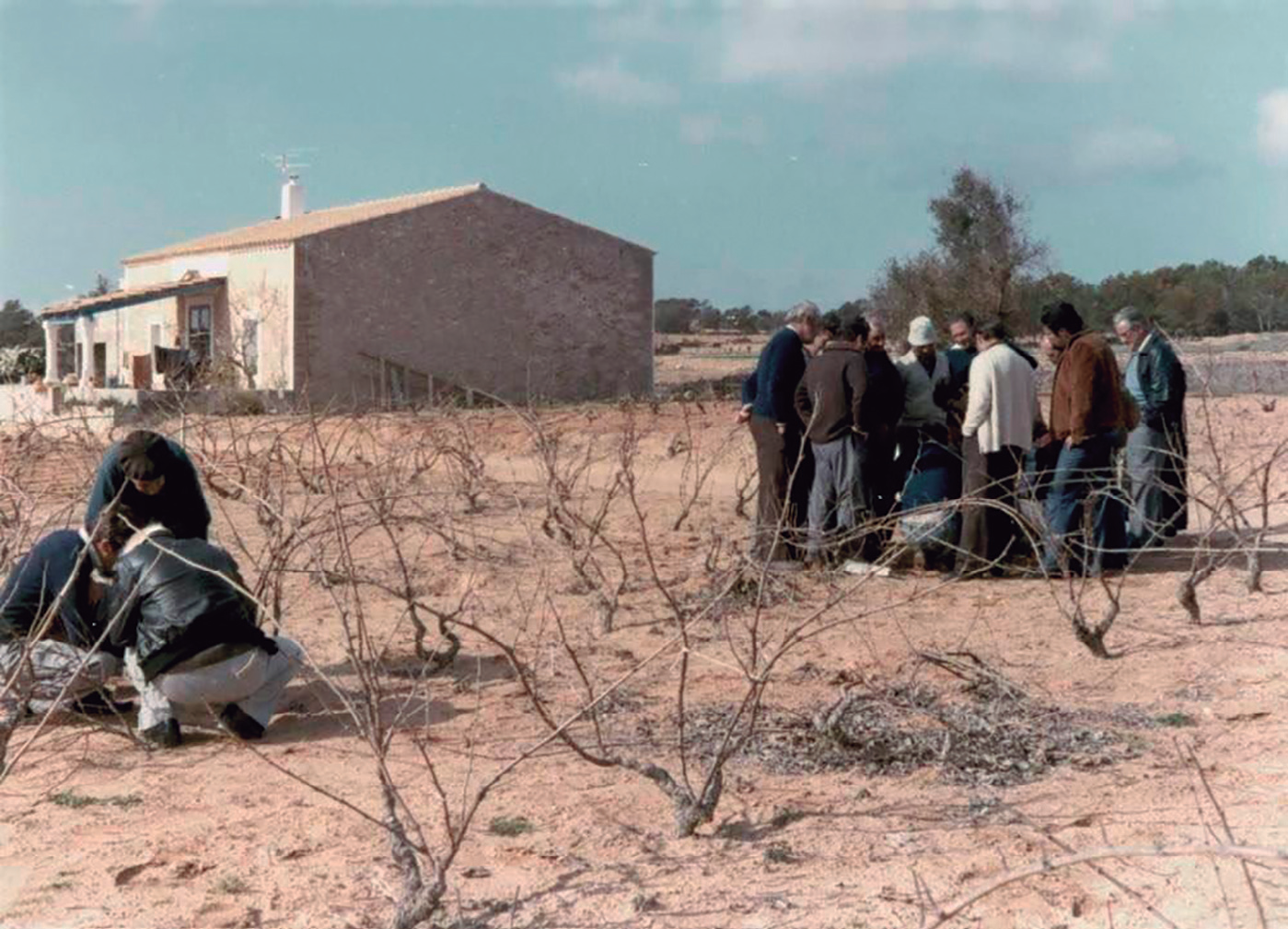 A dalt, podant la vinya, Formentera. La formació dels agricultors va ser una de les tasques del Servei d'Extensió Agrària, a través de cursets, programes radiofònics i edició de material imprès.