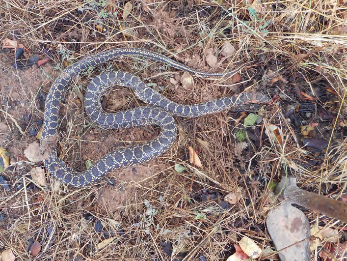 Imatge superior, la serp de ferradura (Hemorrhois hippocrepis), la més abundant a Eivissa. Al mig, la serp blanca (Zamenis scalaris), que sembla estar marginalitzada per competència amb la serp de ferradura, però que és abundant a Sant Rafel i Sant Miquel. Avall, la serp verda (Malpolon monspessulanus) és la primera que es va observar, però no s'ha tornat a observar des de 2010.