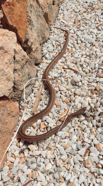 Imatge superior, la serp de ferradura (Hemorrhois hippocrepis), la més abundant a Eivissa. Al mig, la serp blanca (Zamenis scalaris), que sembla estar marginalitzada per competència amb la serp de ferradura, però que és abundant a Sant Rafel i Sant Miquel. Avall, la serp verda (Malpolon monspessulanus) és la primera que es va observar, però no s'ha tornat a observar des de 2010.