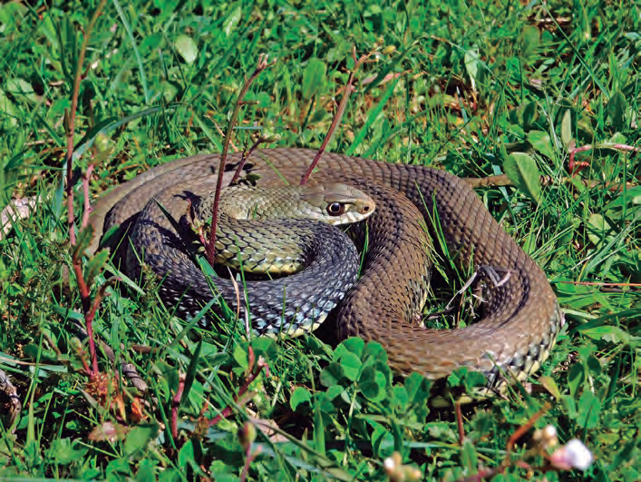 Imatge superior, la serp de ferradura (Hemorrhois hippocrepis), la més abundant a Eivissa. Al mig, la serp blanca (Zamenis scalaris), que sembla estar marginalitzada per competència amb la serp de ferradura, però que és abundant a Sant Rafel i Sant Miquel. Avall, la serp verda (Malpolon monspessulanus) és la primera que es va observar, però no s'ha tornat a observar des de 2010.