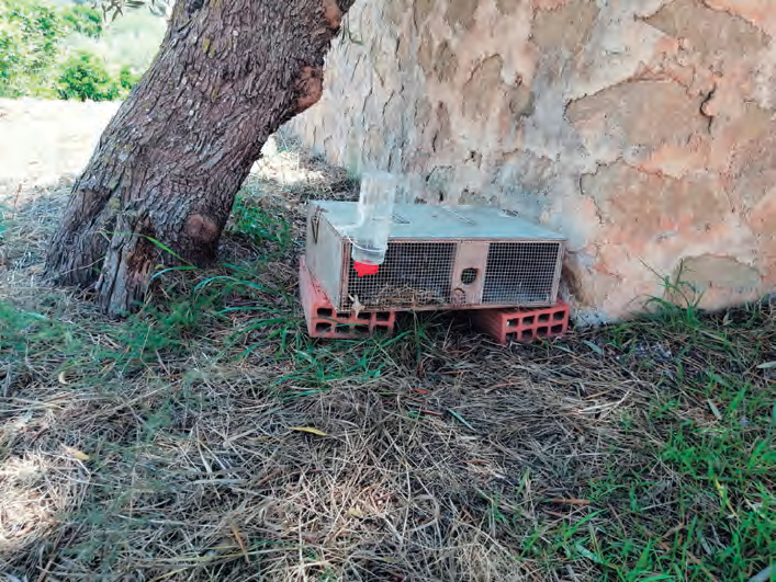 A dalt, el parament de trampes per a serps s'escampa per tot el territori. A la dreta, ous de serp; vegeu l'ou de la dreta amb un petit forat per on ha sortit el juvenil.